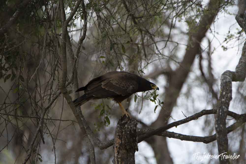 Dark brown raptor perched on a tree branch during a Tanzania safari wildlife encounter