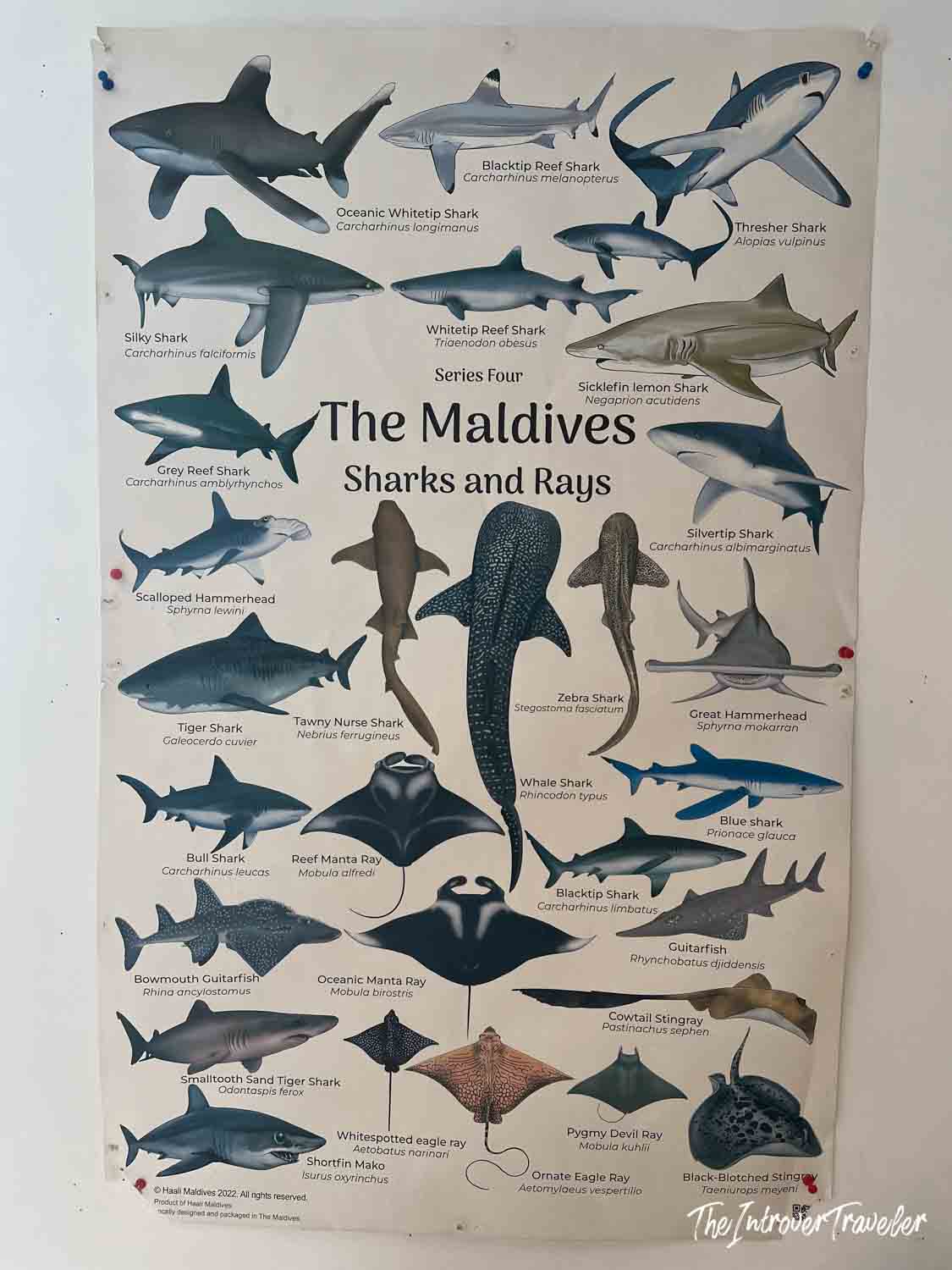 Maldives Sharks and Rays species identification poster showing whale sharks, mantas, and reef sharks