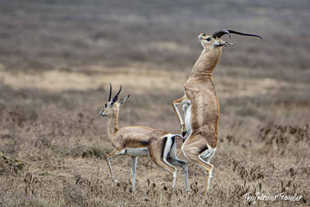 Thomson's gazelles mating on the dry savanna grasslands during a Tanzania safari