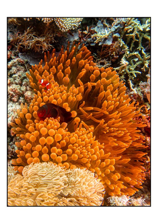 Clownfish nestled in a vibrant orange sea anemone on a Raja Ampat coral reef