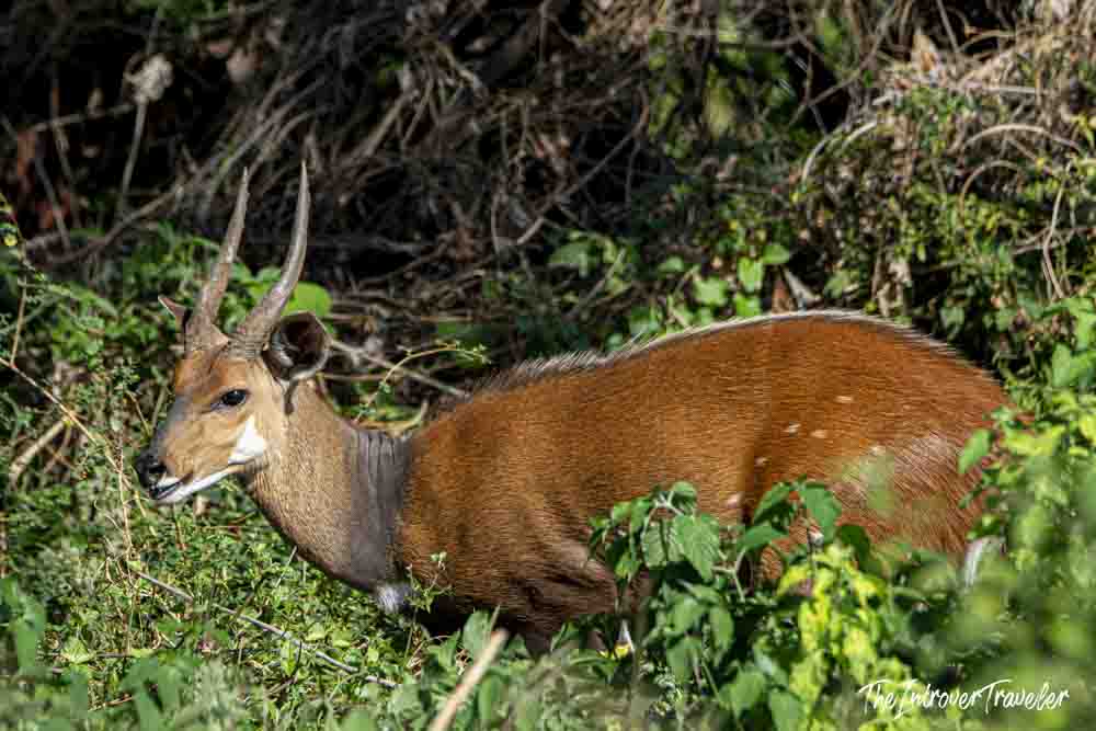 Male bushbuck antelope resting in dense green vegetation during a Tanzania safari