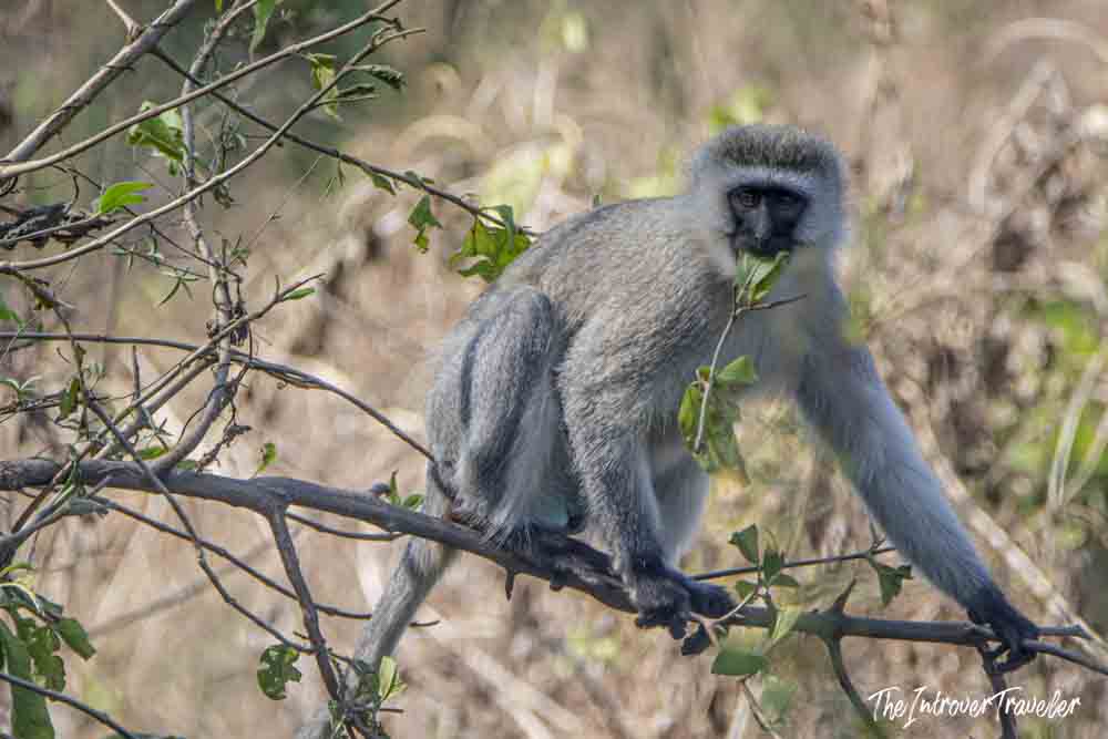Vervet monkey perched on a branch during a Tanzania safari, eating leaves in the savanna bush