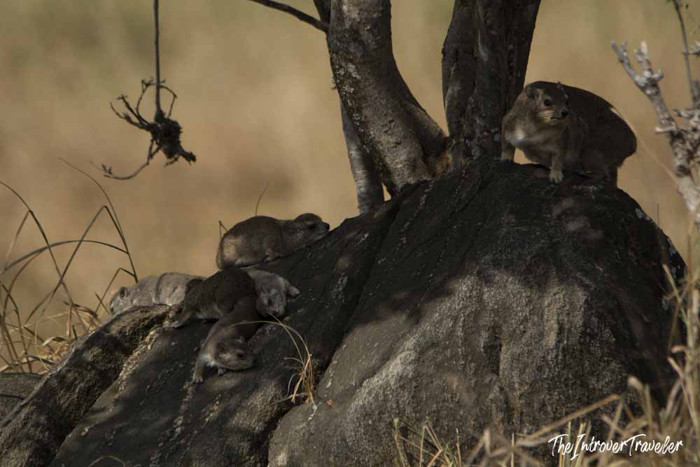 A group of rock hyraxes resting on a boulder during a Tanzania safari in the savanna