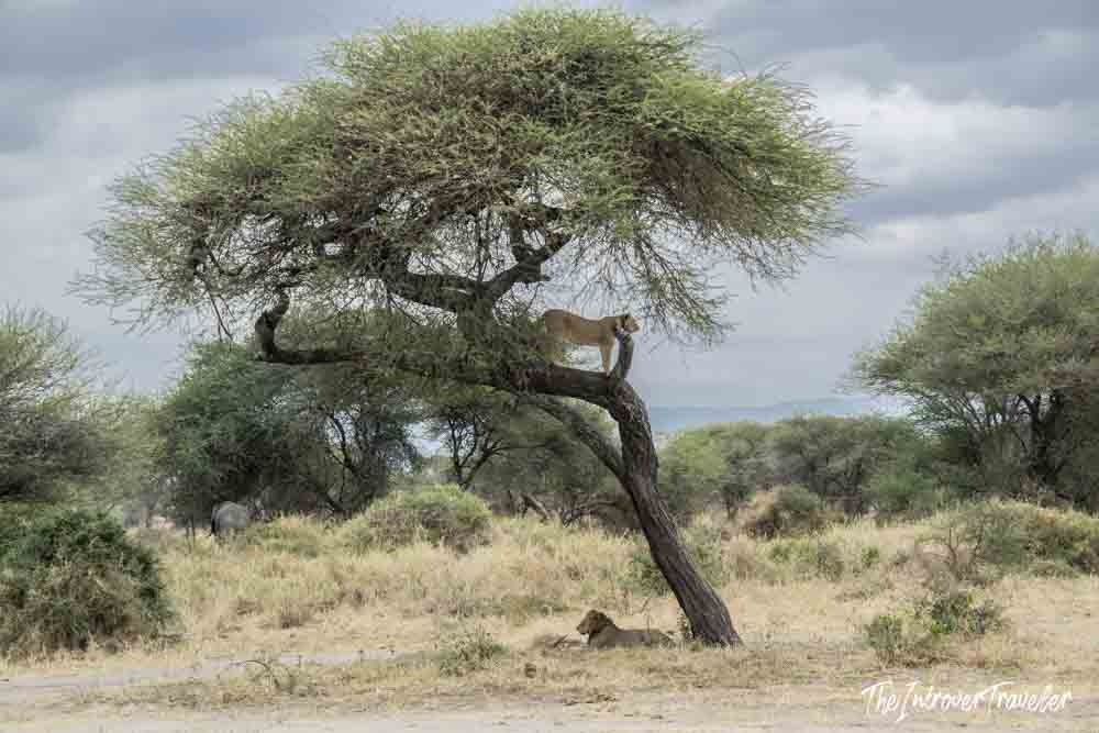 Lioness perched high in an acacia tree with a lion resting below on the Tanzanian savanna