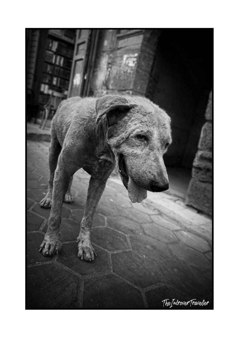 Stray dog with tongue out on a cobblestone street in Egypt, black and white street photography
