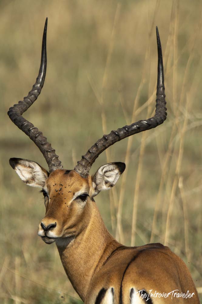Male impala with curved ridged horns in the dry savanna grasslands of Tanzania