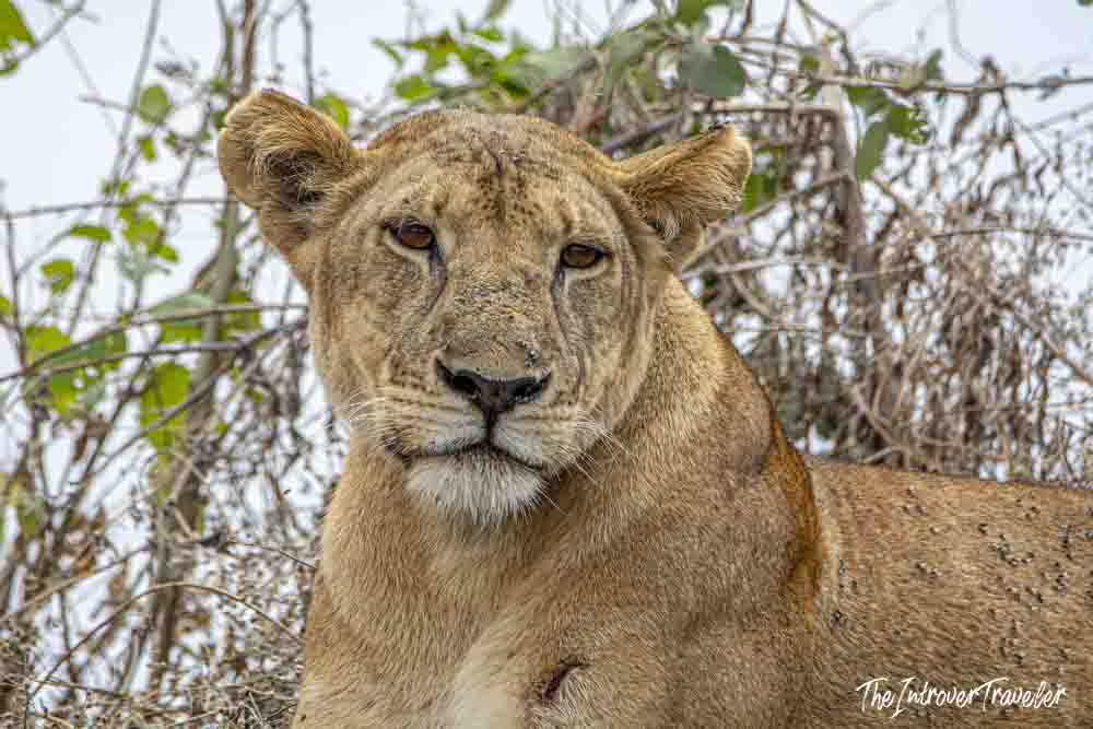 Close-up of a wild lioness resting in bush during a Tanzania safari game drive