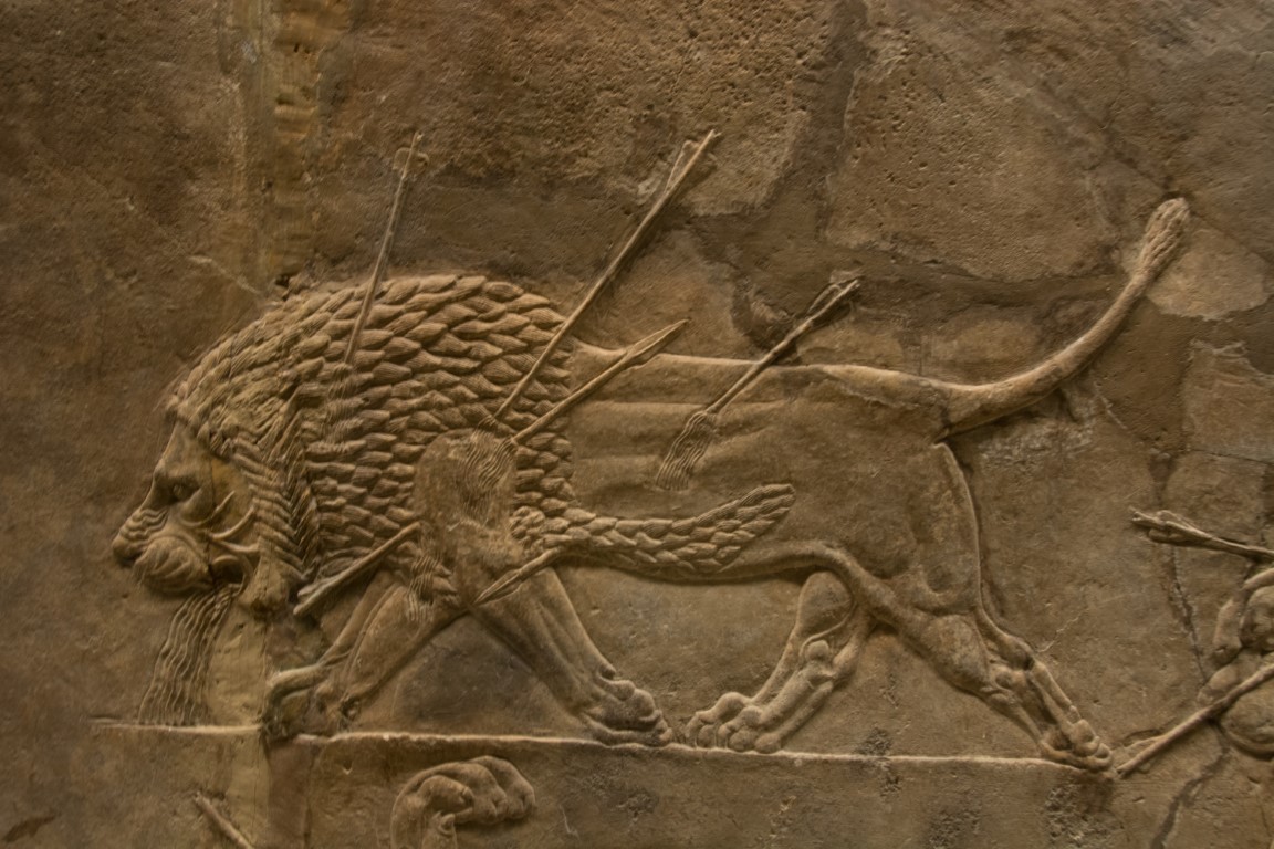 Assyrian lion hunt relief at the British Museum, showing an arrow-pierced lion in dramatic detail