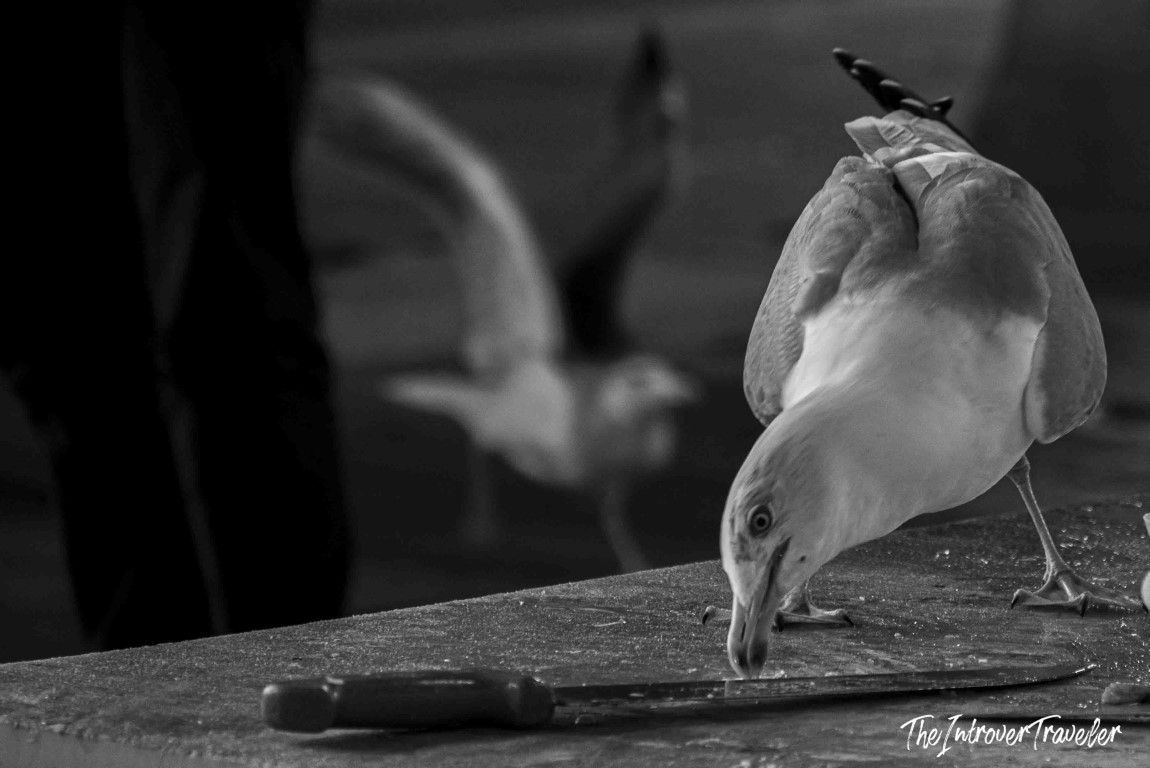 Seagull scavenging scraps on a fish market cutting table, a lively coastal market scene