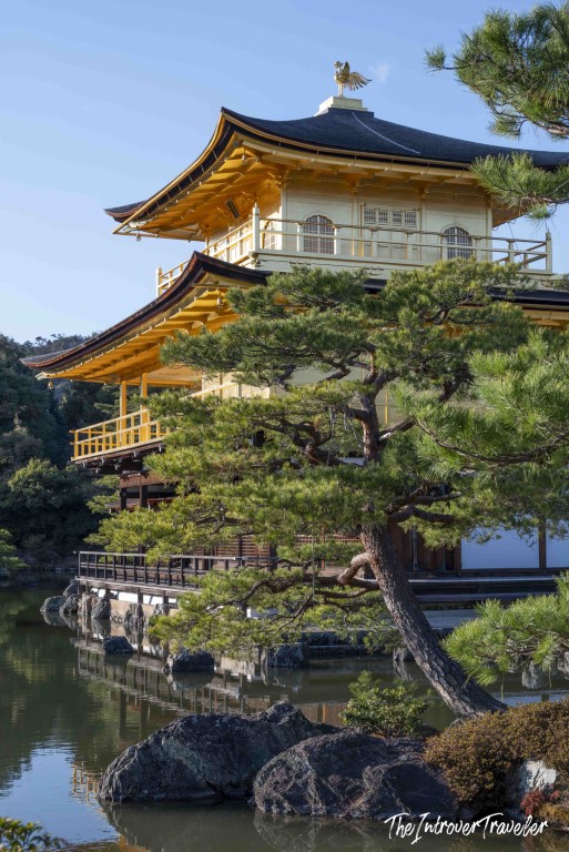 Kinkaku-ji Golden Pavilion in Kyoto, framed by a leaning pine tree beside the mirror pond