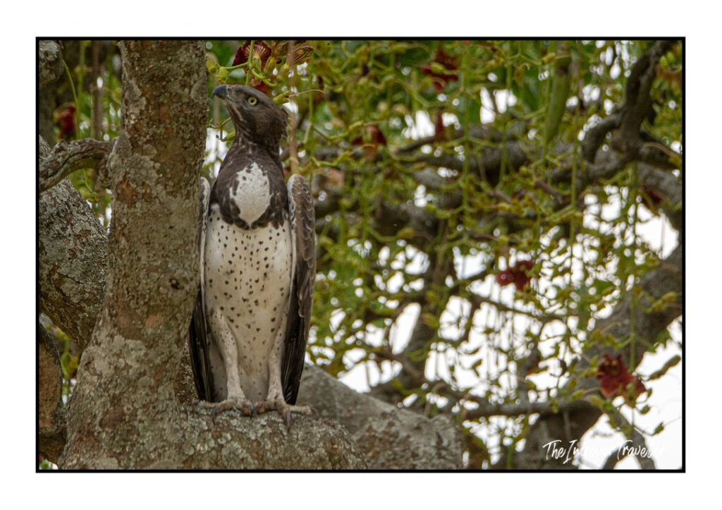 Tanzania
