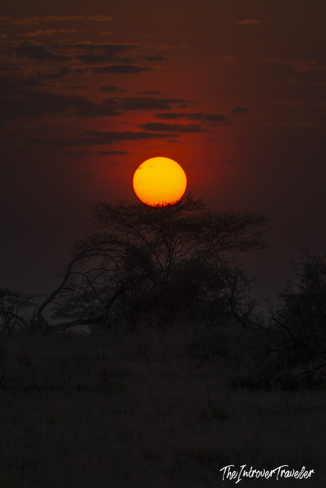 Fiery orange sunset over silhouetted acacia trees on the Tanzanian savanna during safari