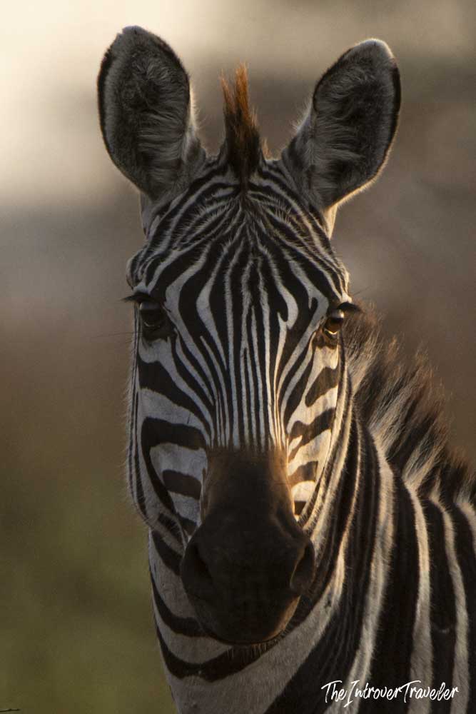 Close-up portrait of a wild plains zebra on a Tanzania safari, bathed in warm golden light