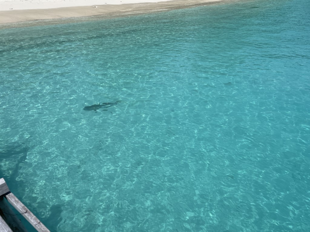 Blacktip reef shark gliding through crystal-clear turquoise shallows near a Raja Ampat sandbar