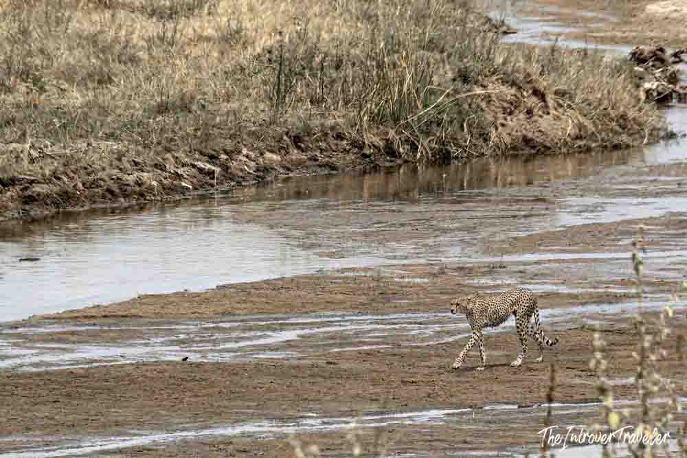 Cheetah crossing a shallow river channel during a Tanzania safari in the savanna