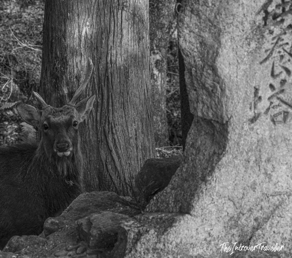 Wild sika deer beside a Japanese stone monument in Nara Park, looking directly at the camera