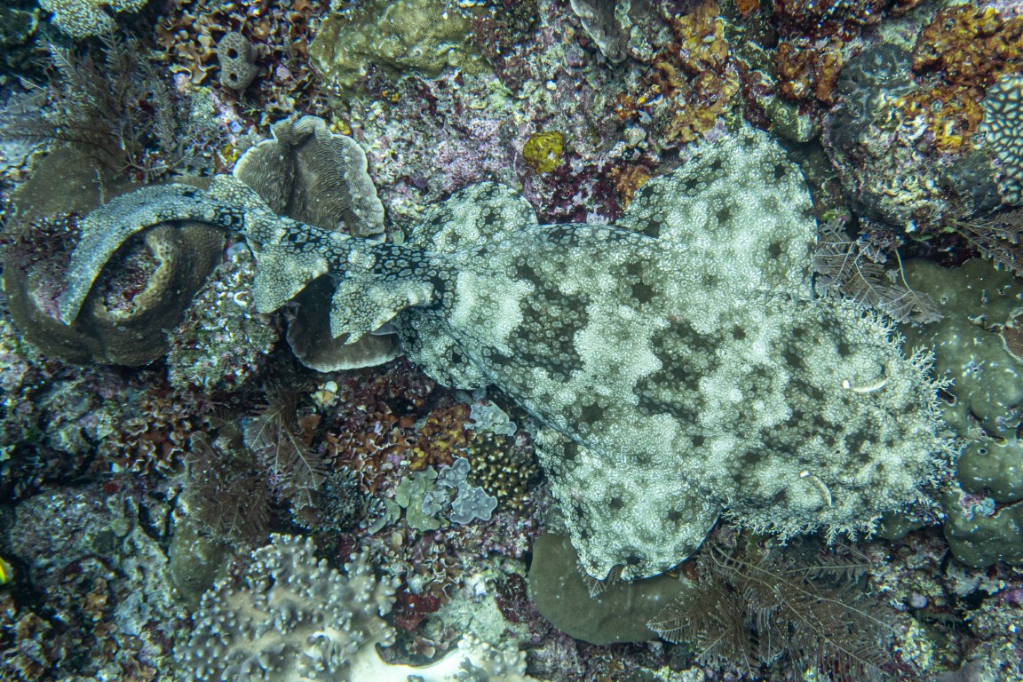 Camouflaged wobbegong shark resting on a coral reef during a Raja Ampat dive