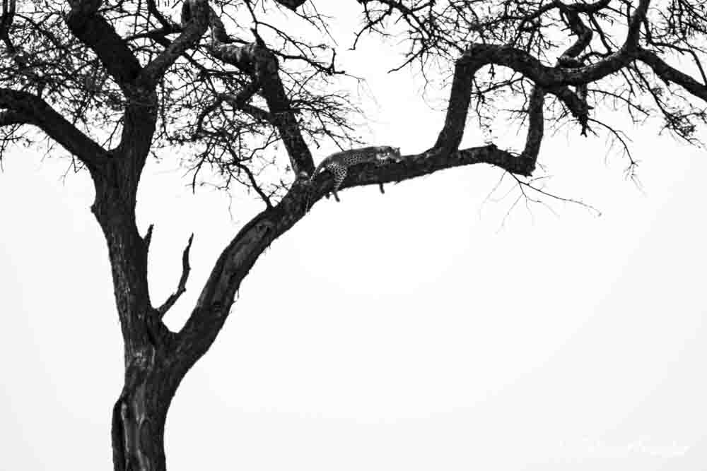 Leopard resting on an acacia tree branch during a Tanzania safari, black and white photo