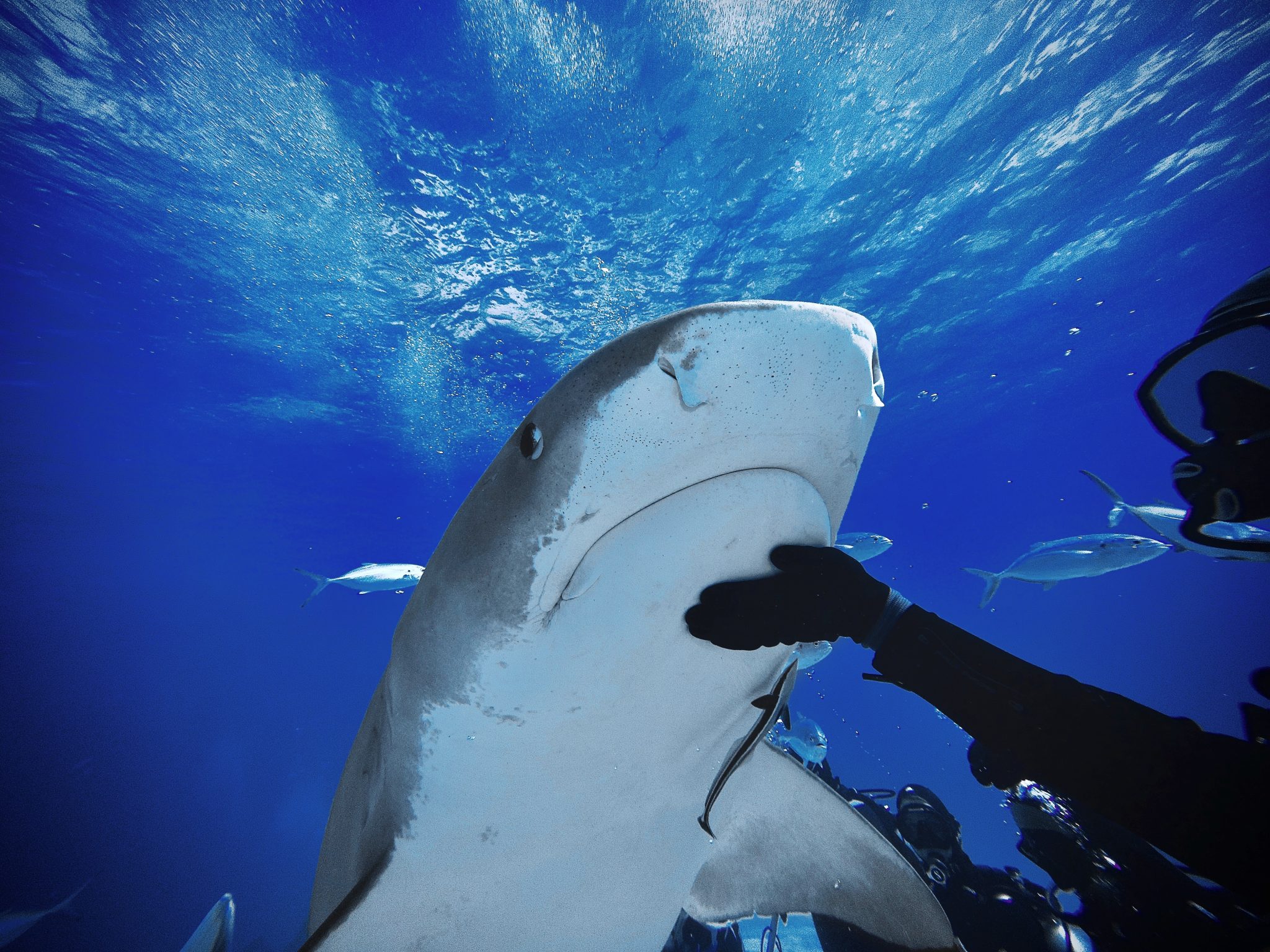 Close-up of a scuba diver calmly touching a large shark underwater, showing safe shark interaction while diving.