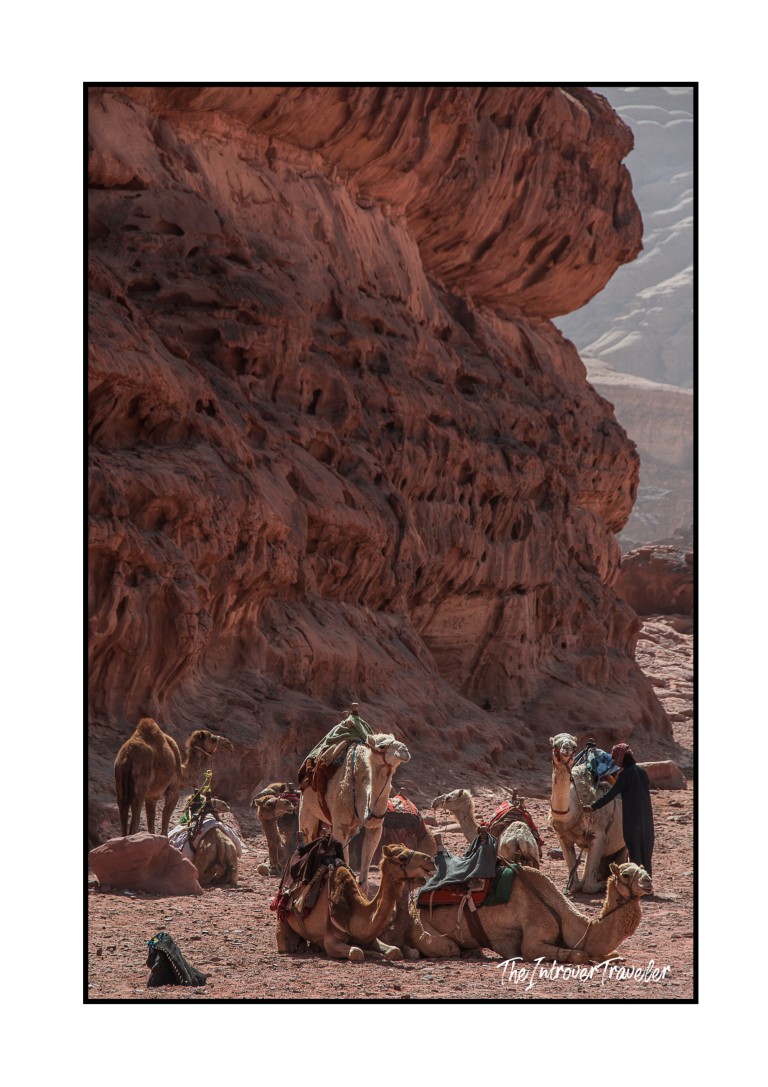 Bedouin handler with resting camels against red sandstone cliffs in Wadi Rum desert, Jordan