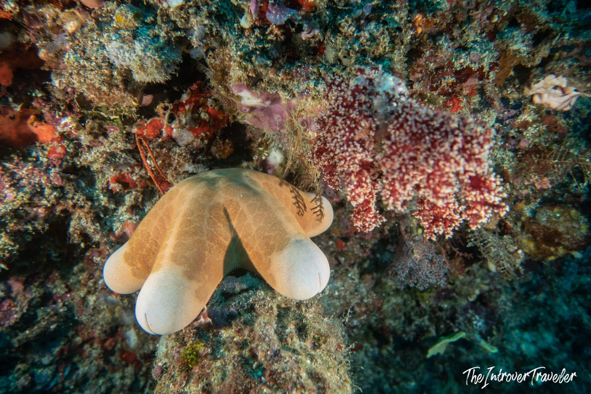 Close-up of a nudibranch on a coral reef wall during a dive in Raja Ampat, Indonesia