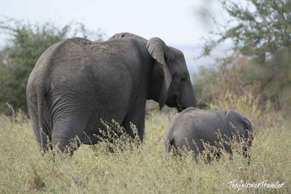 Mother and baby African elephant grazing together in the Tanzania savanna during a safari