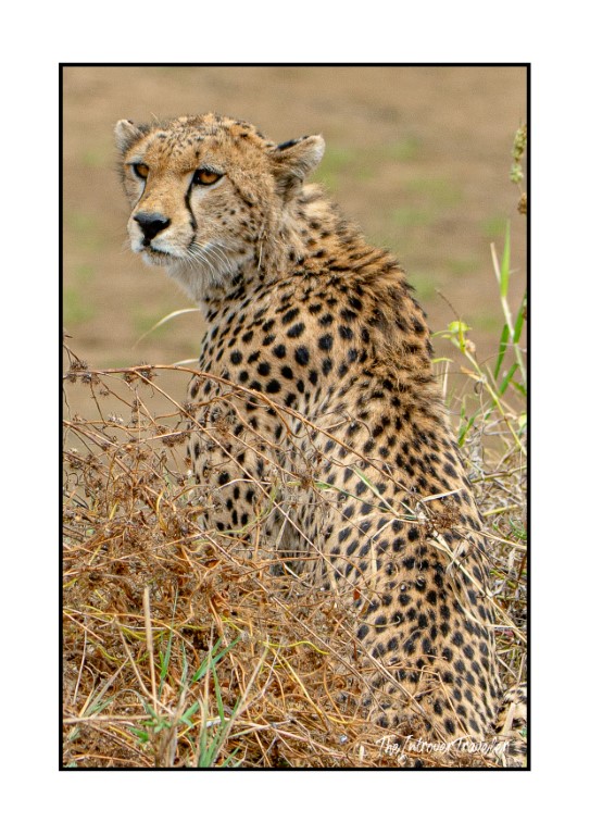 Cheetah resting in dry savanna grass during a Tanzania safari wildlife encounter