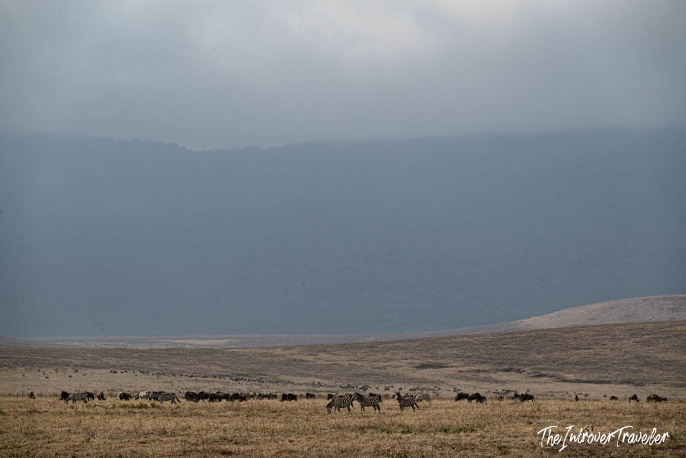 Zebras and wildebeest grazing on the vast floor of Ngorongoro Crater, Tanzania