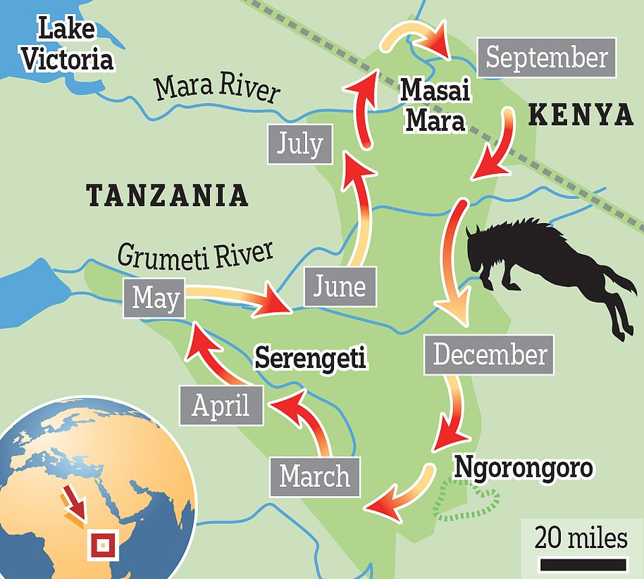 Map showing the annual wildebeest migration route across Serengeti, Masai Mara, and Ngorongoro by month