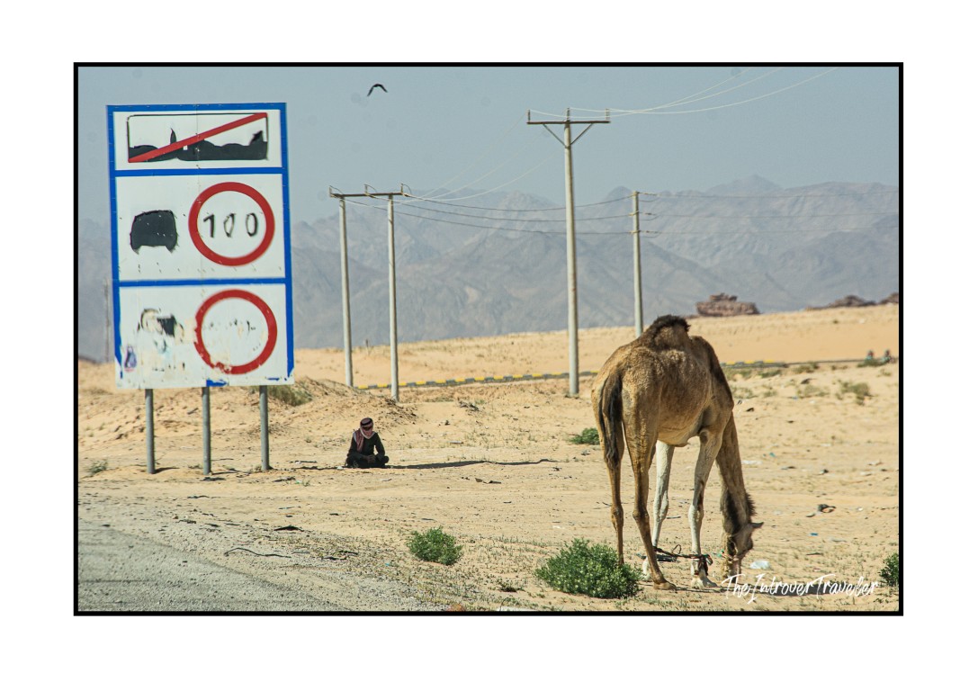 Bedouin man resting beside a camel and road sign in the Wadi Rum desert, Jordan