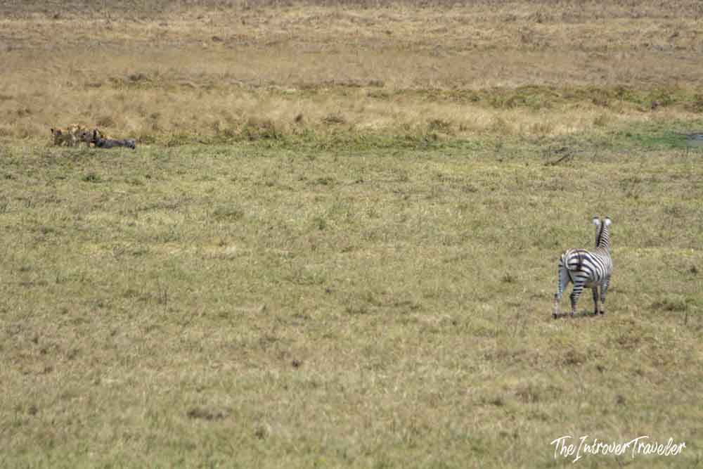 Zebra facing lions resting in the savanna grass during a Tanzania safari game drive