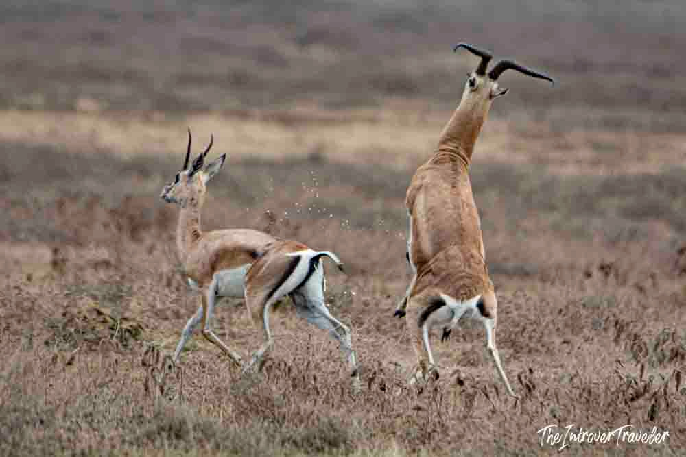 Two Thomson's gazelles sparring on the dry grasslands of Ngorongoro Crater, Tanzania