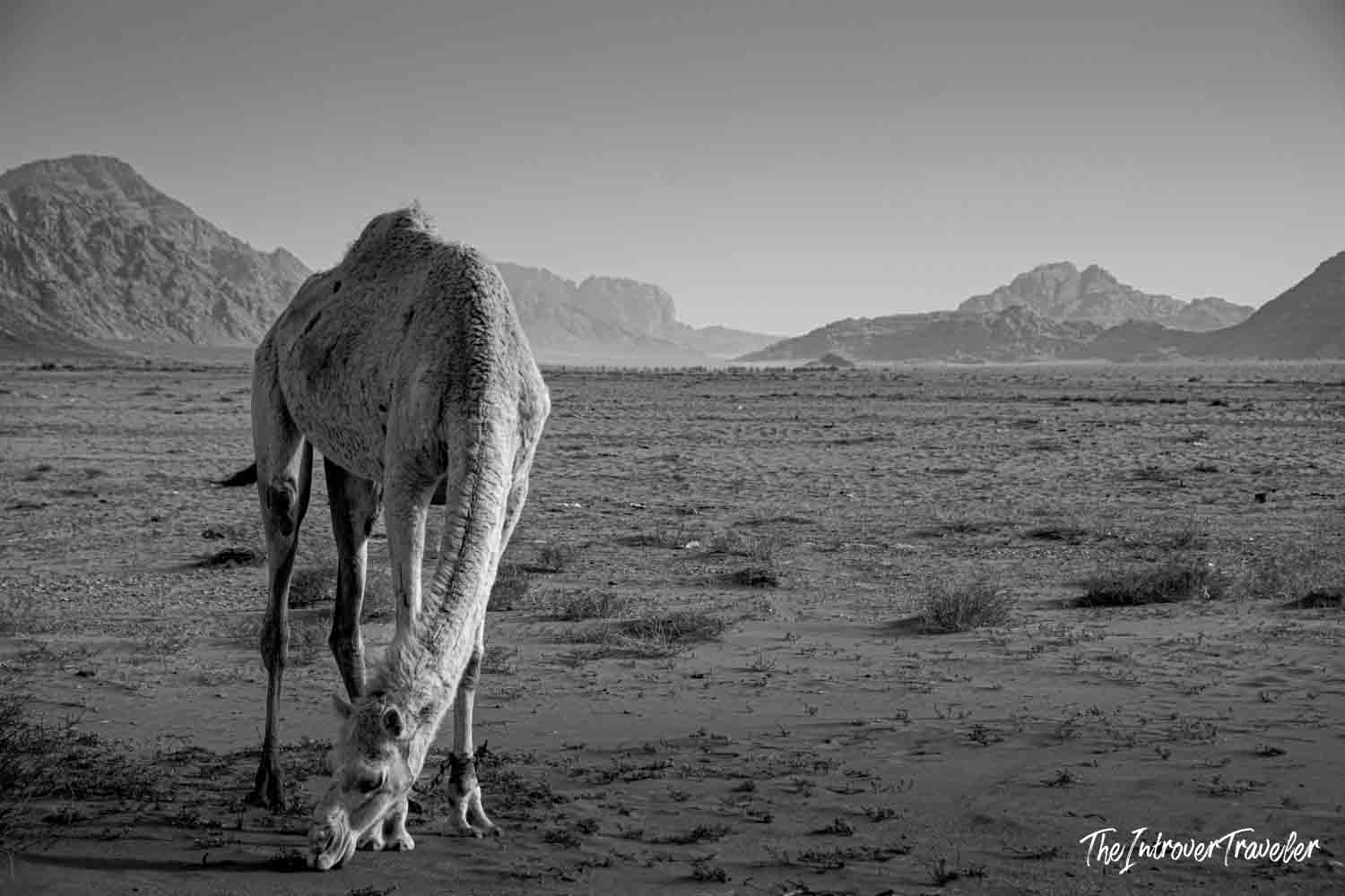 A camel grazing on sparse desert scrub in Wadi Rum, Jordan, with rocky mountains in the background