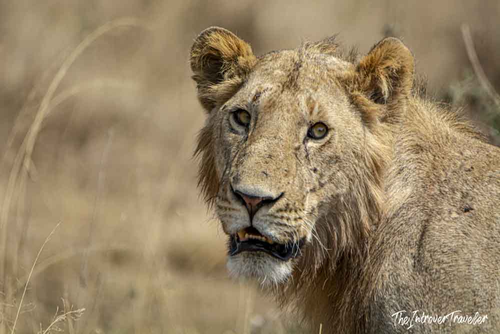 Close-up portrait of a young male lion in the dry savanna grasslands of Tanzania