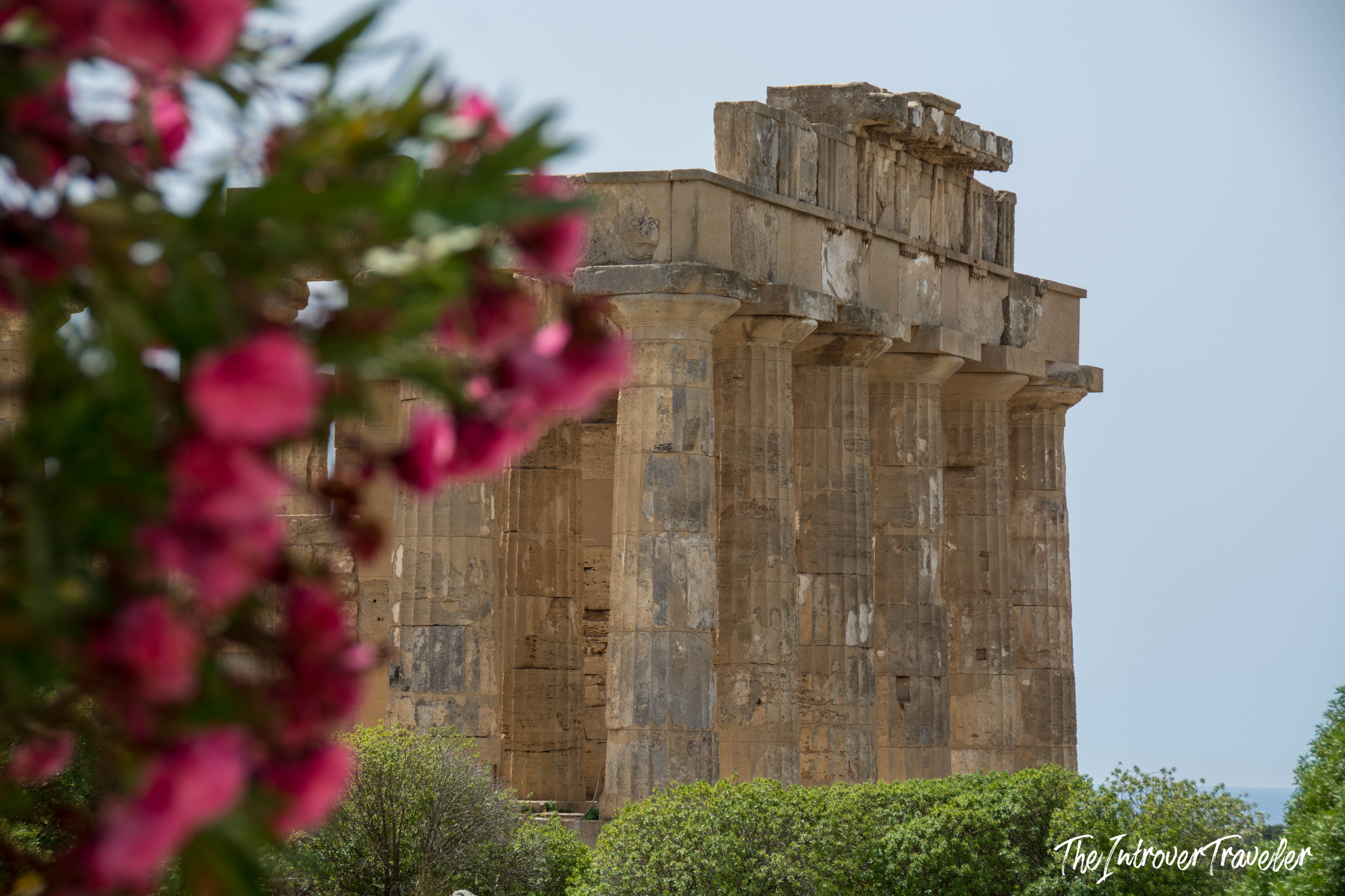 Temple of Zeus at Selinunte, Sicily, framed by blurred pink oleander blossoms in the foreground