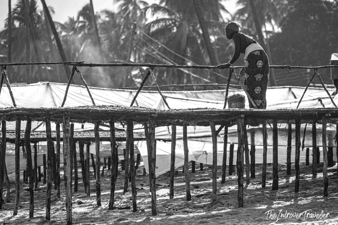 Woman spreading fish to dry on wooden racks at a coastal African fish market, palm trees behind