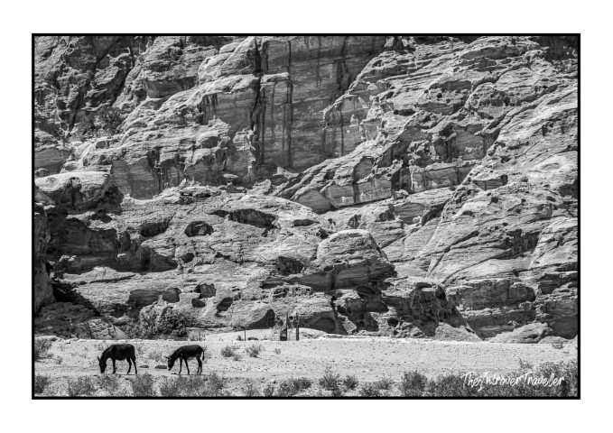 Two horses grazing at the base of Petra's towering sandstone cliffs in Jordan
