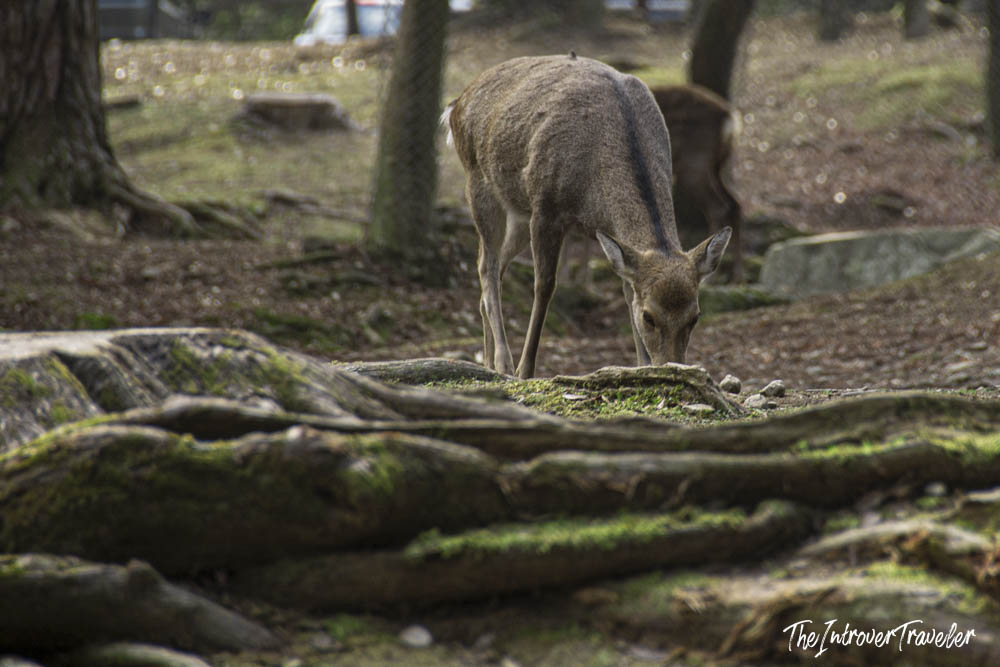 Wild sika deer grazing among moss-covered tree roots in Nara Park, Japan
