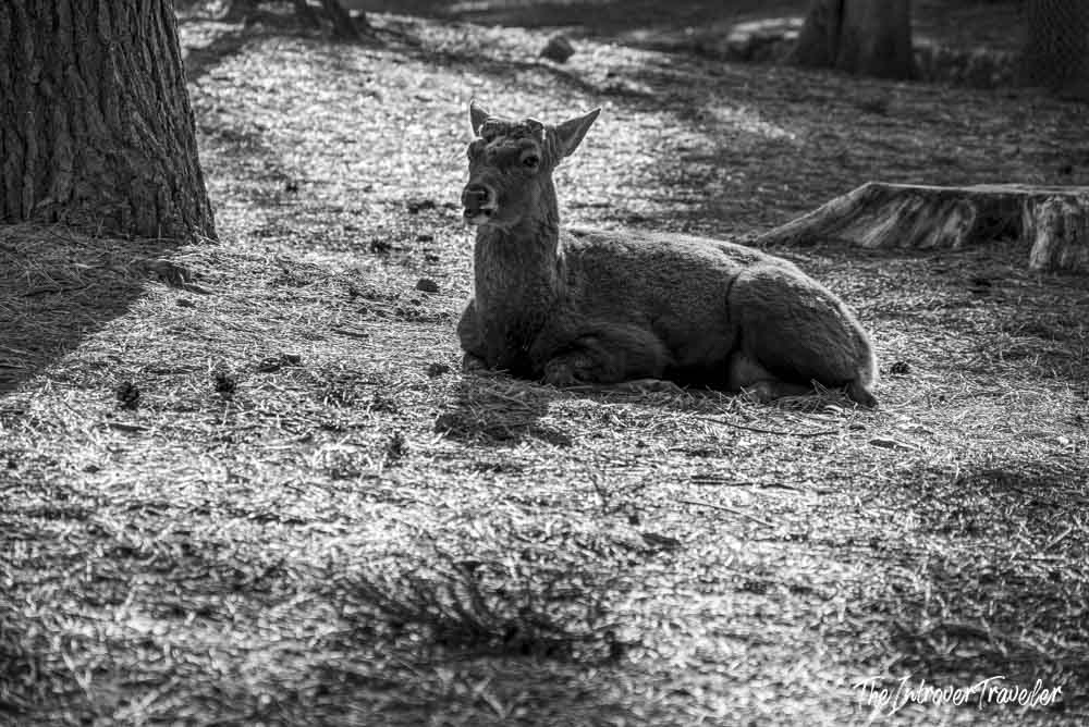 Wild sika deer resting on pine needle ground in Nara Park, Japan