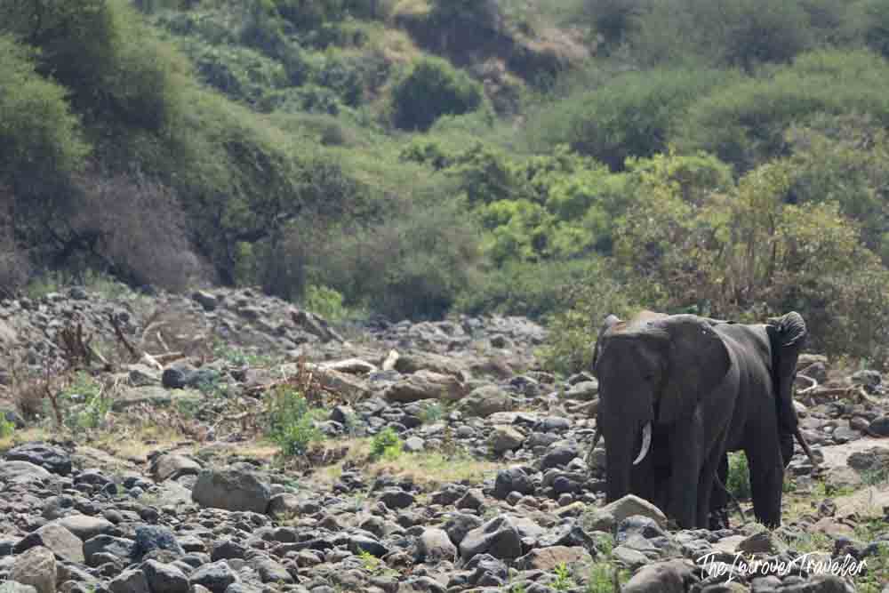 Wild elephant crossing a rocky riverbed on a Tanzania safari, surrounded by dense green bush