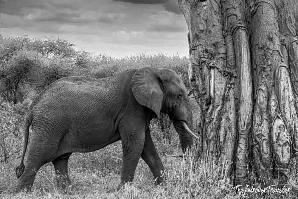Black and white photo of an African elephant walking past a baobab tree in the Tanzanian savanna