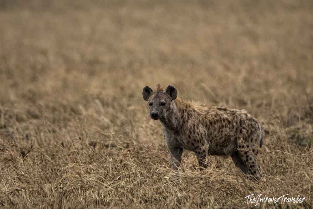 Spotted hyena standing alert in dry savanna grasslands during a Tanzania safari