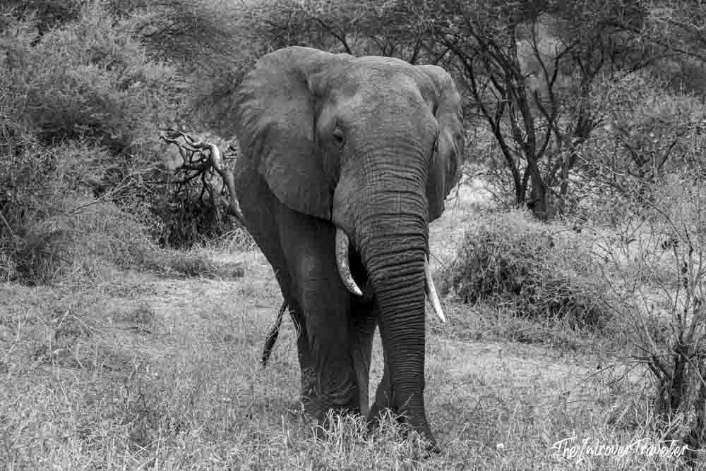 Black and white close-up of a wild African elephant with tusks, photographed on safari in Tanzania