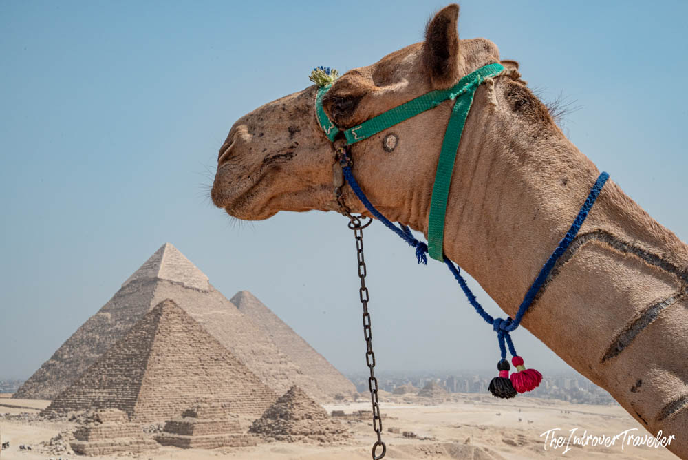 Decorated camel with tasseled harness, Pyramids of Giza rising in the desert background