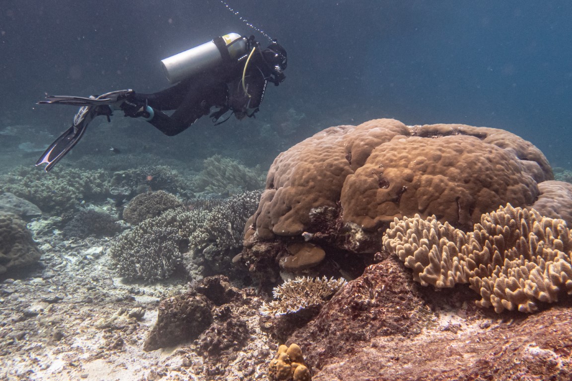 Scuba diver exploring a large brain coral formation on a Raja Ampat reef