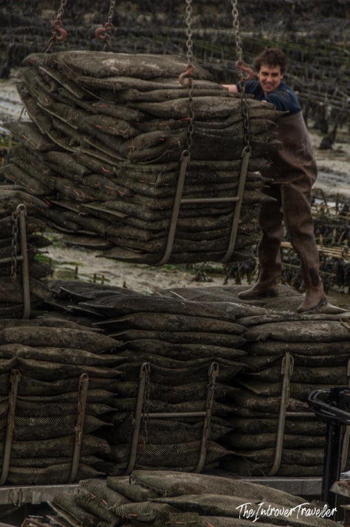 Cancale oyster farmer lifting mesh bags of oysters by crane on a tidal flat in Brittany