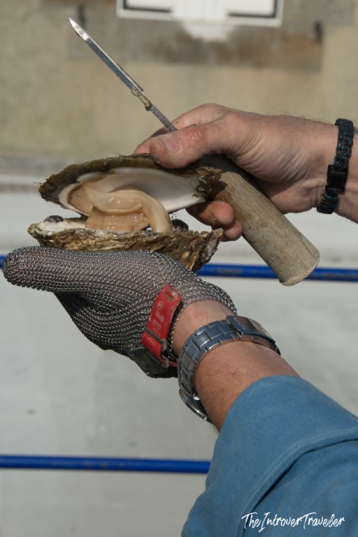 Hands shucking a fresh Cancale oyster using a knife and chainmail glove in Brittany, France
