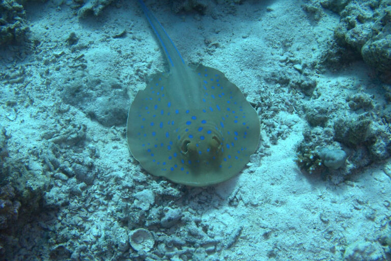 First dive in the Red Sea