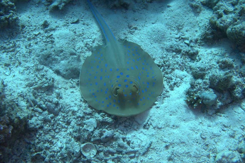 First dive in the Red Sea