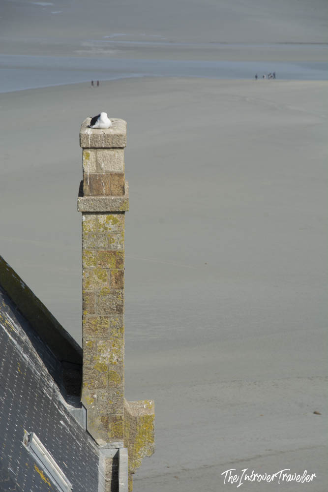 The Shitty Seagull: Psychopathology of the Talentless Photographer